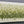 Olive Canopy Textured Wall Art