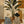 Tropical Vessel Still Life Wall Art artwork view | Oildeco