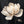 Midnight Magnolia Floral Wall Art artwork view | OILDECO
