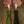 Original artwork view of Pink Bloom Figure Wall Art | Oildeco