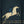 Midnight Rider White Horse Wall Art artwork view | OILDECO