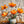 Amber Poppies Textured Floral Wall Art artwork view | OILDECO