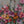 Candy Bloom Floral Wall Art
